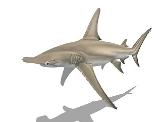 精品动物模型 <em>鲨鱼</em>